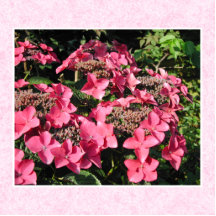 Hydrangeas. Pretty Pink Flowers. Photo Sculptures
