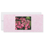 Hydrangeas. Pretty Pink Flowers. Rack Card