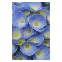 Hydrangeas stationery by gavila_pt Hydrangeas stationery