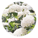 Hydrangeas stickers