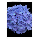 Hydrengea Cards