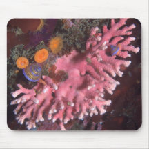Hydrocoral con los caracoles tapete de raton