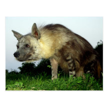 Hyena marrón de la postal