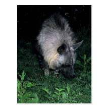 hyena marrón de la postal