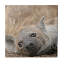 Hyena Picture Tile