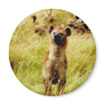 Hyena with wildebeest (gnu) magnet