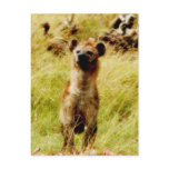 Hyena with wildebeest (gnu) postcard