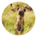 Hyena with wildebeest (gnu) sticker