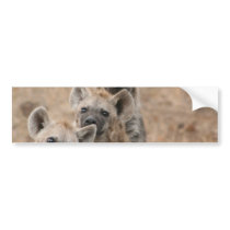 Hyenas Bumper Sticker