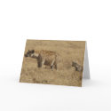 Hyenas cards