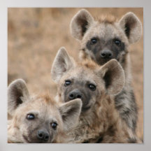 Hyenas Poster Print