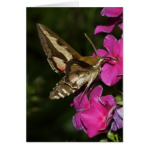 Hyles gallii card