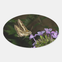 Hyles gallii oval stickers
