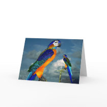 HYPER PARROTS / BLUE ARA GREETING CARD