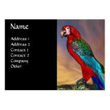HYPER PARROTS / RED ARA ,black Business Card