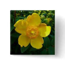 Hypericum Hidcote (St. John's Wort) buttons by artberry Hypericum Hidcote (St. John's Wort) buttons