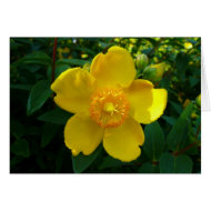 Hypericum Hidcote (St. John's Wort) card