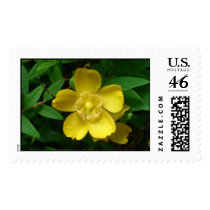 Hypericum postage