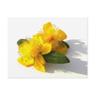 Hypericum (St. John's Wort) postcard