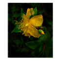 Hypernium-Flowers of the Mind posters by sukimerk Hypernium-Flowers of the Mind posters