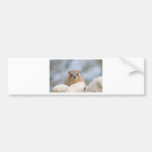 Hyrax - Israeli rock rabbit Bumper Sticker