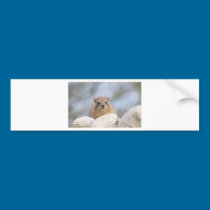 Hyrax - Israeli rock rabbit bumper stickers