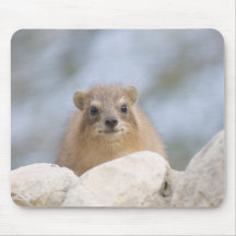 Hyrax - Israeli rock rabbit Mousepad