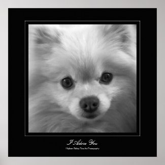 I Adore You - Puppy eyes of a pomeranian Posters