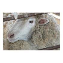 I am a Sheep! posters