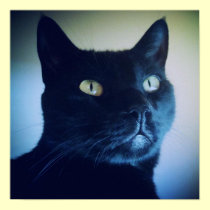 I Am Cat Print posters