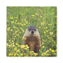 I am Groundhog Magnets