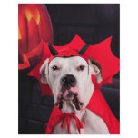 I am not a Devil Dog! Flyer