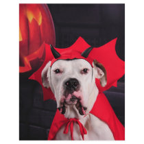 I am not a Devil Dog! Flyer