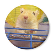 I am not a mouse magnets by okcshelter I am not a mouse magnets