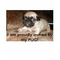I am proudly owned by my PUG! t-shirts by nicdoll2 I am proudly owned by my PUG! t-shirts