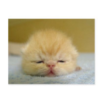 i am so sleepy baby! postcards by biederwomann i am so sleepy baby! postcards