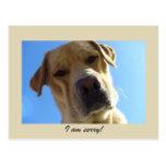 I am sorry - Cute Yellow Labrador portrait Post Card