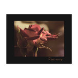 I am sorry - red rose postcards