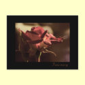 I am sorry - red rose postcards by Rainmountain I am sorry - red rose postcards