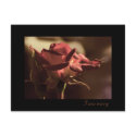 I am sorry - red rose postcards