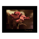 I am sorry - red rose postcards
