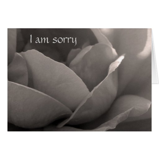 I am sorry - rose card in b&w greeting cards