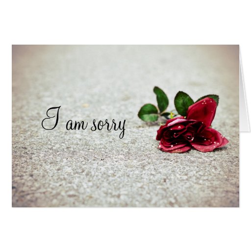 " I am sorry" rose on the street Cards | Zazzle