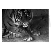 I am Tiger Cards