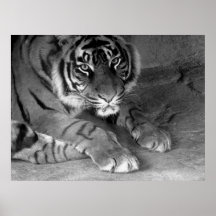 I am Tiger Poster