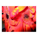 Yo he comprado unas flores posters by whitebreadtoast Yo he comprado unas flores posters
