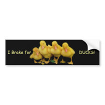 I Brake for, DUCKS! bumper sticker bumper stickers by quacked I Brake for, DUCKS! bumper sticker bumper stickers