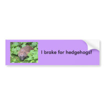 I brake for hedgehogs! bumper stickers