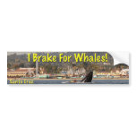 I Brake For Whales Santa Cruz Bumper Sticker