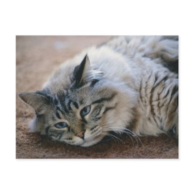 I can hear your footsteps - cat card post cards